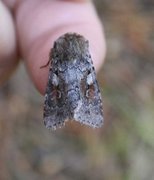 Northern Dart (Xestia alpicola)