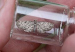 Grumset dvergmåler (Eupithecia subfuscata)