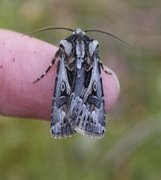 Archer's Dart (Agrotis vestigialis)