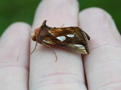 Gold Spot (Plusia festucae)