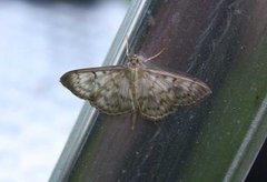 Mother of Pearl (Patania ruralis)