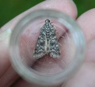 Brown Pine Knot-horn (Dioryctria simplicella)