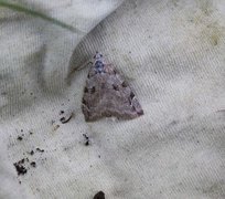 Treble-bar (Aplocera plagiata)