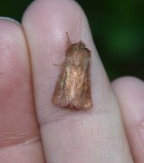 Starrfly (Denticucullus pygmina)