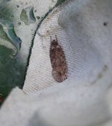 Common Flat-body (Agonopterix heracliana)