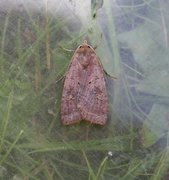 Barred Chestnut (Diarsia dahlii)