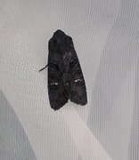 Black Rustic (Aporophyla nigra)