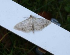 Mother of Pearl (Patania ruralis)