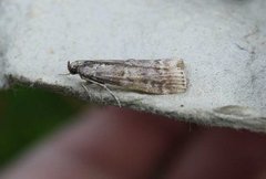 Brown Pine Knot-horn (Dioryctria simplicella)