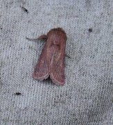 Starrfly (Denticucullus pygmina)