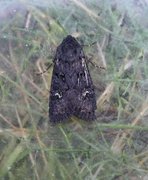 Black Rustic (Aporophyla nigra)