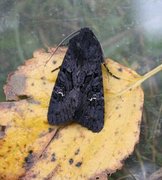 Stort lyngheifly (Aporophyla nigra)