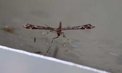 Beautiful Plume (Amblyptilia acanthadactyla)