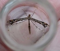 Beautiful Plume (Amblyptilia acanthadactyla)