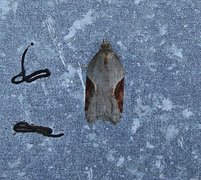 Jordbær-/buskflatvikler (Acleris comariana/laterana)