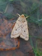 Yellow-line Quaker (Agrochola macilenta)