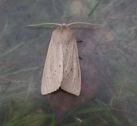 Takrørfly (Rhizedra lutosa)