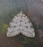 Pale November Moth (Epirrita christyi)