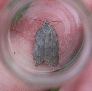 Lønnebladflatvikler (Acleris sparsana)