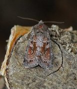 Northern Dart (Xestia alpicola)