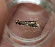 Carrion Moth (Monopis weaverella)