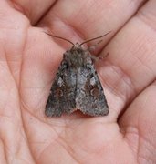 Northern Dart (Xestia alpicola)