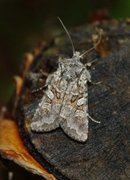 Smellefjellfly (Lasionycta proxima)