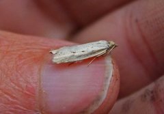 Dotted Shade (Eana osseana)