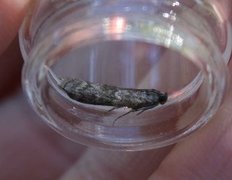 Brown Pine Knot-horn (Dioryctria simplicella)