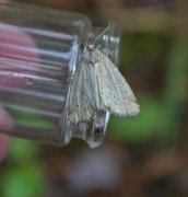 Small Dotted Buff (Photedes minima)
