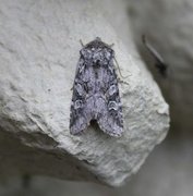 Smellefjellfly (Lasionycta proxima)