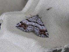 Manchester Treble-bar (Carsia sororiata)