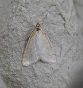 Pale Straw Pearl (Udea lutealis)