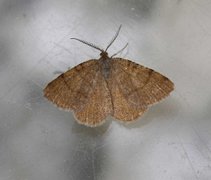 Rannoch Looper (Macaria brunneata)