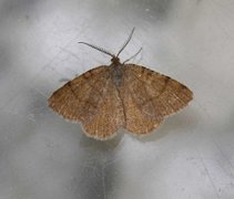 Brun buemåler (Macaria brunneata)