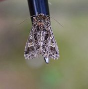 Mørkt nellikfly (Hadena bicruris)