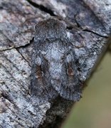 Northern Dart (Xestia alpicola)
