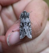 Smellefjellfly (Lasionycta proxima)