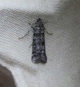 Brown Pine Knot-horn (Dioryctria simplicella)
