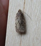 Common Flat-body (Agonopterix heracliana)