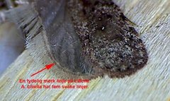 Common Flat-body (Agonopterix heracliana)