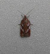 Kystflatvikler (Acleris hyemana)