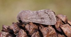 Lead-coloured Drab (Orthosia populeti)