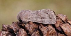 Plettseljefly (Orthosia populeti)