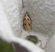 Agonopterix arenella
