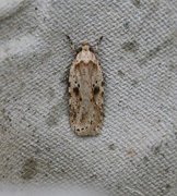 Agonopterix arenella