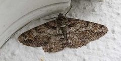 Ringed Carpet (Cleora cinctaria)