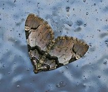 The Streamer (Anticlea derivata)