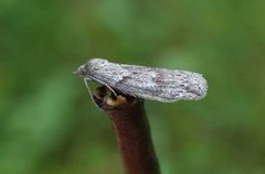Horse Chestnut (Pachycnemia hippocastanaria)