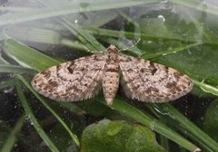 Grandvergmåler (Eupithecia tantillaria)